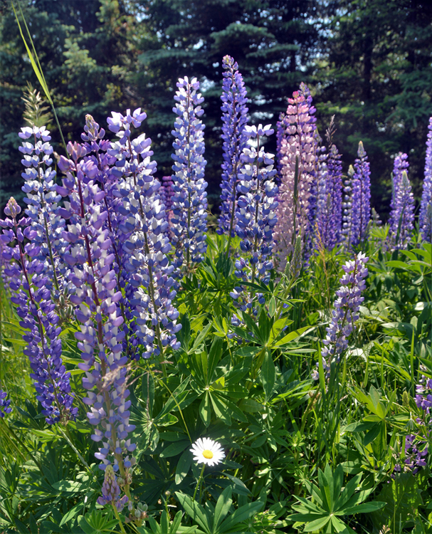 lupine in bloom